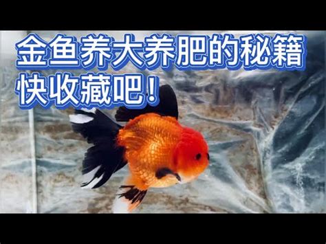 黑牡丹魚|黑牡丹金魚養殖常見問題